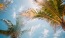 a group of palm trees